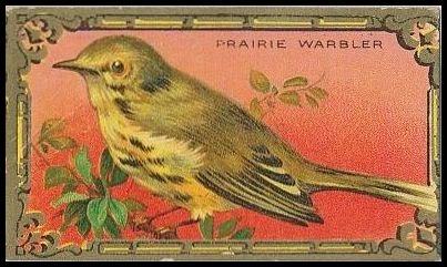 21 Prairie Warbler